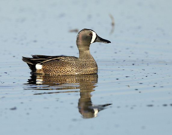 Blue-winged Teal Spatula discors