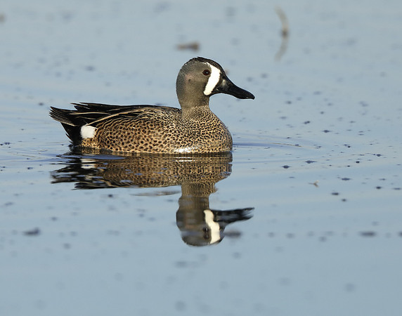 Blue-winged Teal Spatula discors