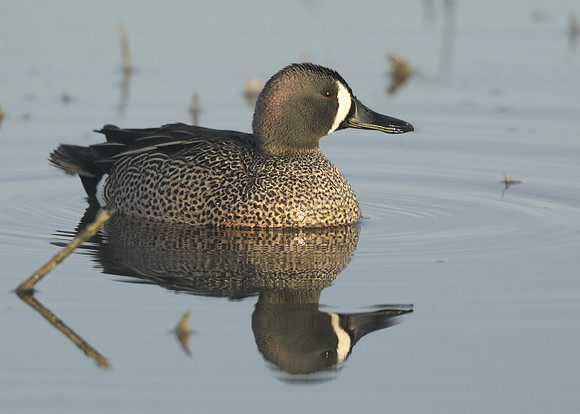 Blue-winged Teal Spatula discors