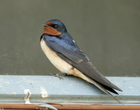 Barn Swallow Hirundo rustica