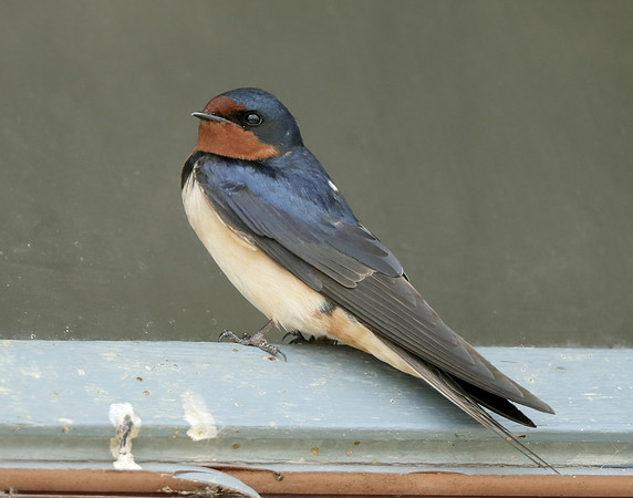 Barn Swallow Hirundo rustica