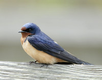 Barn Swallow Hirundo rustica