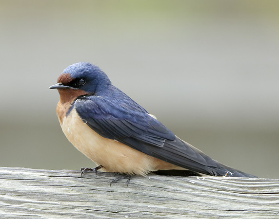 Barn Swallow Hirundo rustica