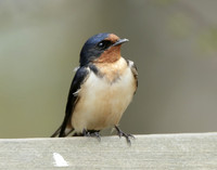 Barn Swallow Hirundo rustica