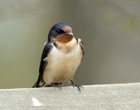 Barn Swallow Hirundo rustica