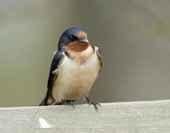 Barn Swallow Hirundo rustica