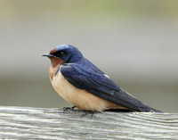 Barn Swallow Hirundo rustica
