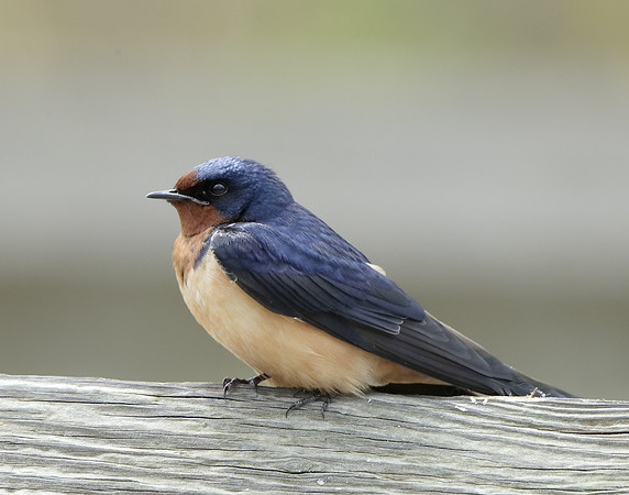 Barn Swallow Hirundo rustica