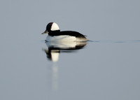 Bufflehead Bucephala albeola