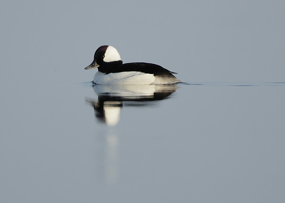 Bufflehead Bucephala albeola