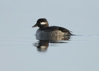 Bufflehead Bucephala albeola