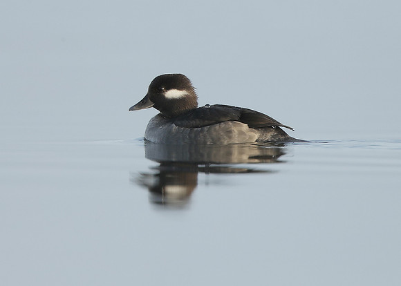 Bufflehead Bucephala albeola