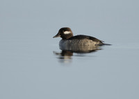 Bufflehead Bucephala albeola