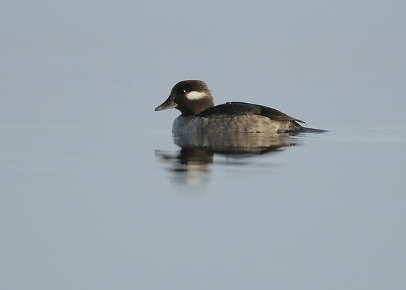 Bufflehead Bucephala albeola