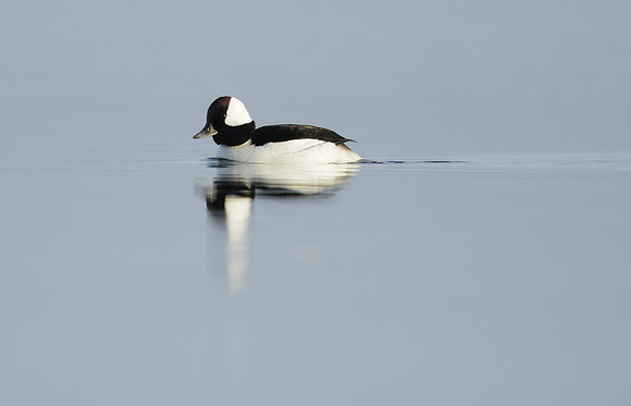 Bufflehead Bucephala albeola