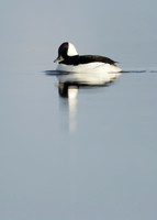 Bufflehead Bucephala albeola