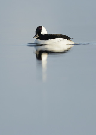 Bufflehead Bucephala albeola