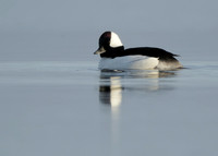 Bufflehead Bucephala albeola