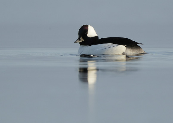 Bufflehead Bucephala albeola
