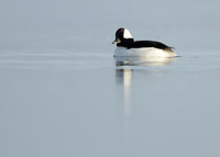 Bufflehead Bucephala albeola