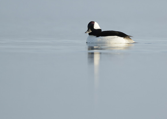 Bufflehead Bucephala albeola