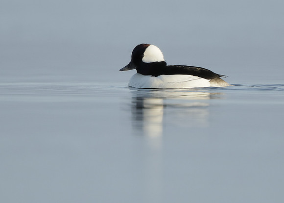 Bufflehead Bucephala albeola