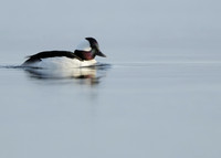 Bufflehead Bucephala albeola