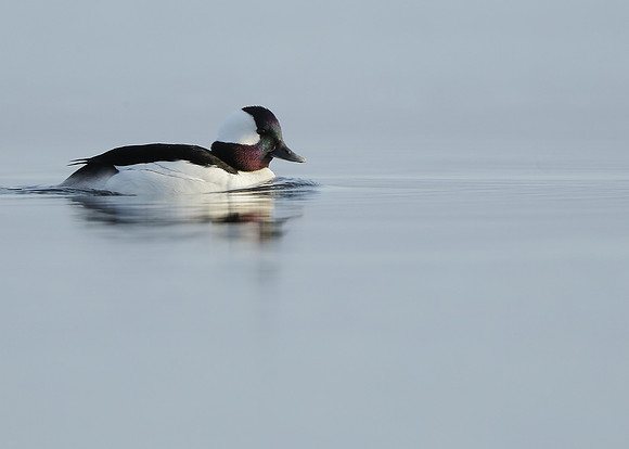 Bufflehead Bucephala albeola