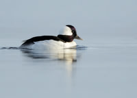 Bufflehead Bucephala albeola