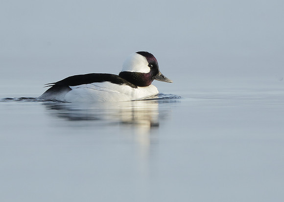 Bufflehead Bucephala albeola