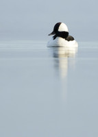 Bufflehead Bucephala albeola