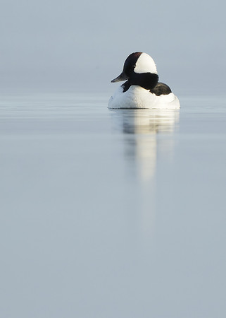 Bufflehead Bucephala albeola