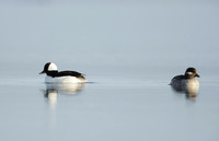 Bufflehead Bucephala albeola