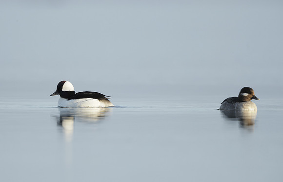 Bufflehead Bucephala albeola