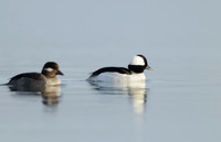 Bufflehead Bucephala albeola
