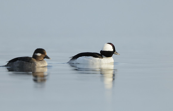 Bufflehead Bucephala albeola