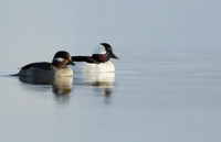 Bufflehead Bucephala albeola