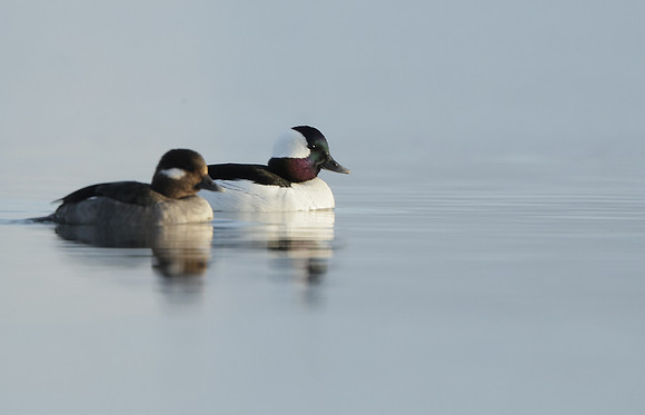 Bufflehead Bucephala albeola