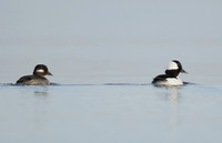 Bufflehead Bucephala albeola