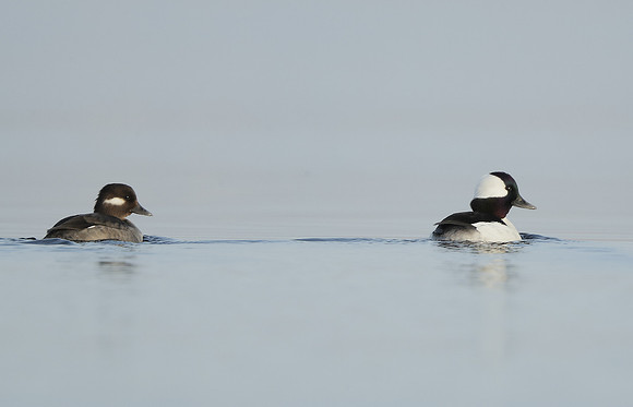 Bufflehead Bucephala albeola