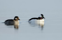 Bufflehead Bucephala albeola