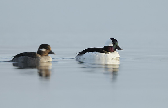 Bufflehead Bucephala albeola
