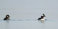 Bufflehead Bucephala albeola