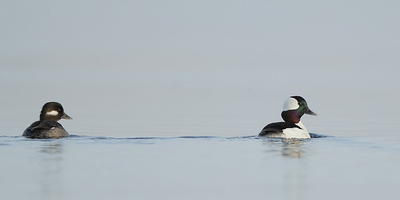 Bufflehead Bucephala albeola