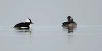 Bufflehead Bucephala albeola