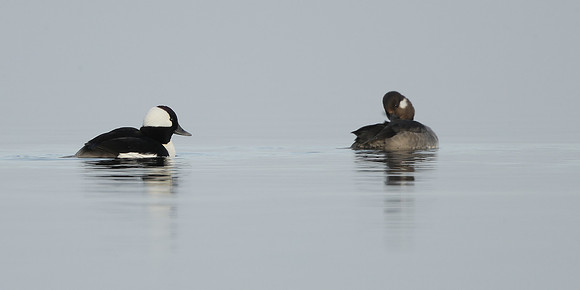 Bufflehead Bucephala albeola