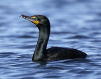 Double-crested Cormorant Phalacrocorax auritus