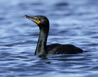 Double-crested Cormorant Phalacrocorax auritus