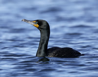 Double-crested Cormorant Phalacrocorax auritus