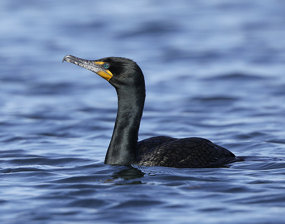 Double-crested Cormorant Phalacrocorax auritus